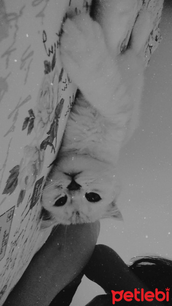 Scottish Fold, Kedi  maya fotoğrafı