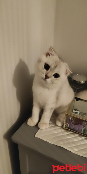 Scottish Fold, Kedi  maya fotoğrafı
