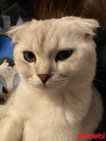 Scottish Fold, Kedi  maya fotoğrafı