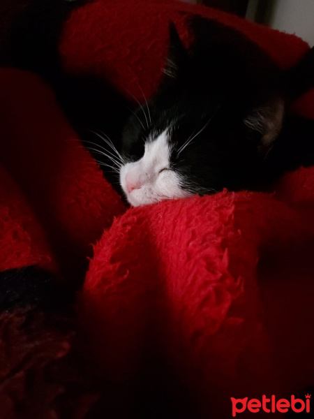 Tuxedo (Smokin) Kedi, Kedi  Luna fotoğrafı