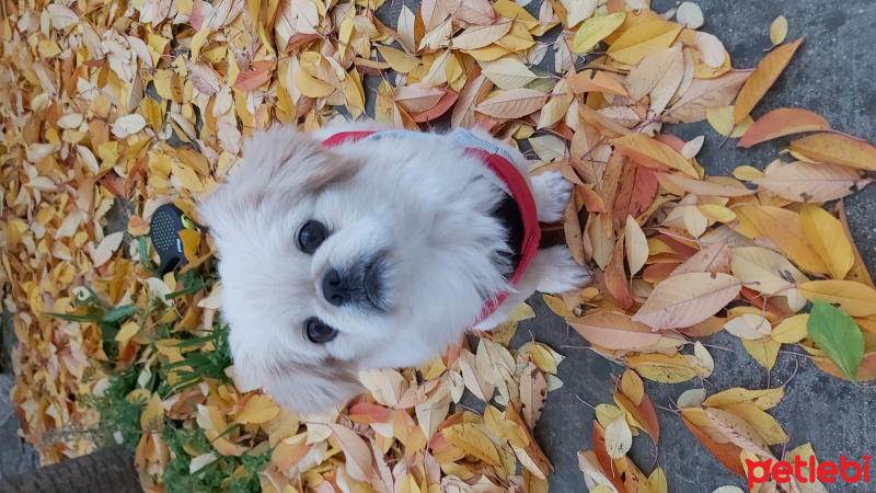 Pekingese, Köpek  Mars fotoğrafı