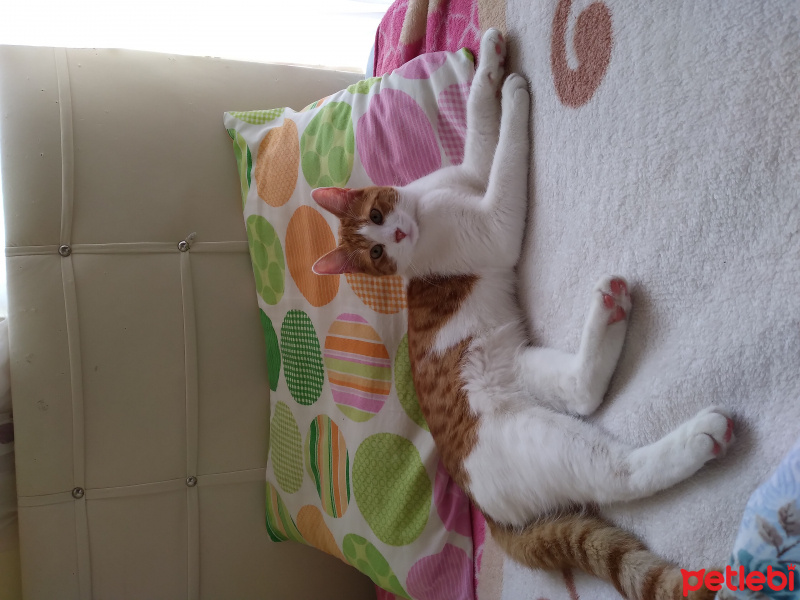 Sarman, Kedi  Mila fotoğrafı