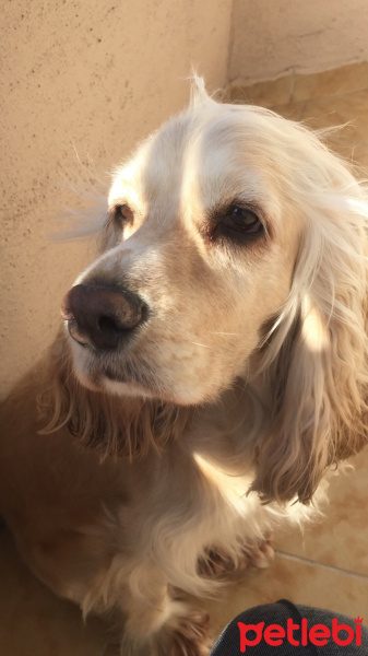 Amerikan Cocker Spaniel, Köpek  Bella fotoğrafı