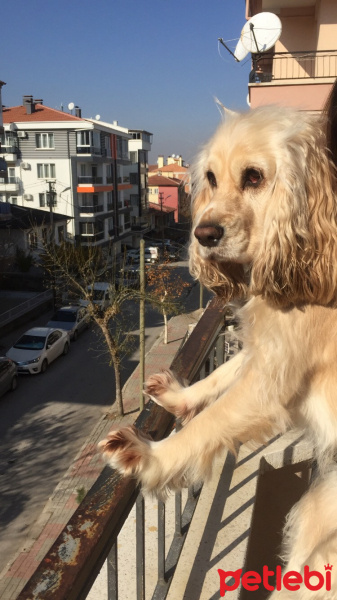 Amerikan Cocker Spaniel, Köpek  Bella fotoğrafı