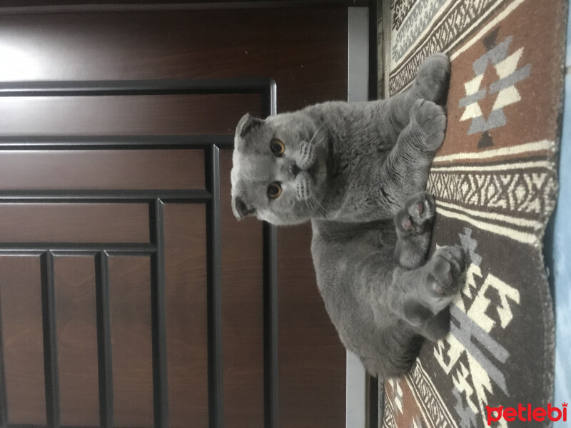 Scottish Fold, Kedi  Duman fotoğrafı