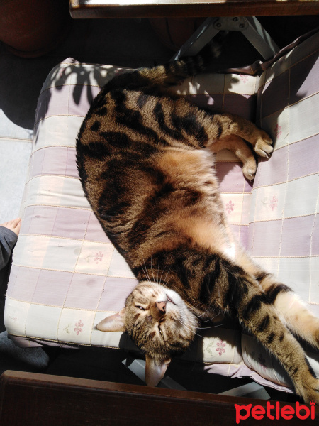 Tekir Kedi, Kedi  tarçın fotoğrafı