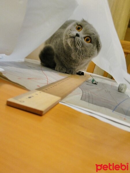 Scottish Fold, Kedi  Lokum  fotoğrafı