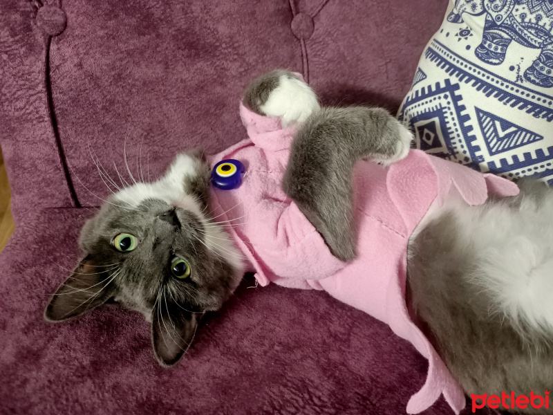 Mavi Rus, Kedi  Şifa fotoğrafı