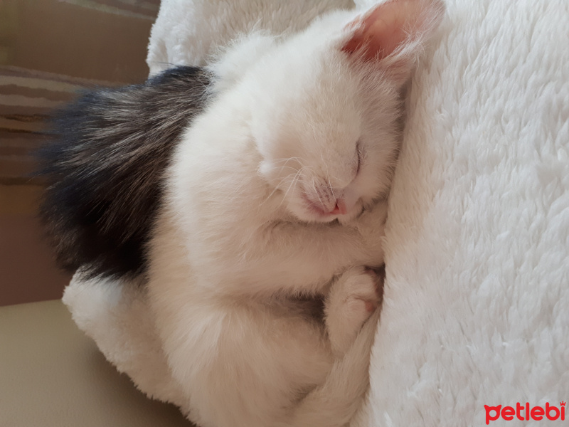 British Shorthair, Kedi  HEDWIG fotoğrafı