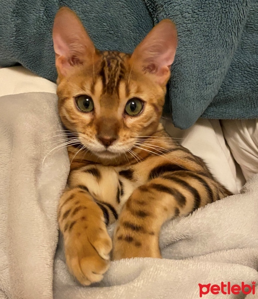 Bengal, Kedi  Maro fotoğrafı