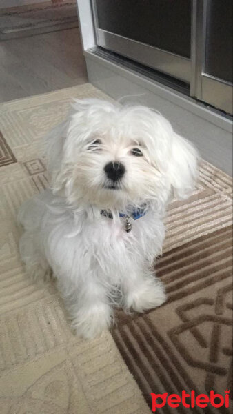 Maltese, Köpek  ALEX fotoğrafı