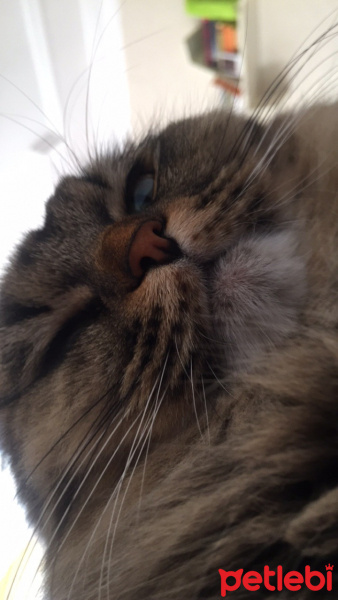 Scottish Fold, Kedi  Dali fotoğrafı
