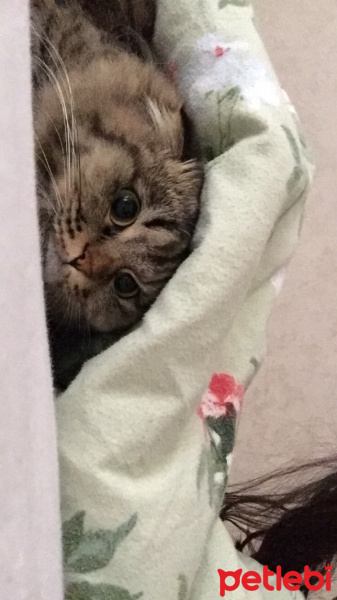 Scottish Fold, Kedi  Dali fotoğrafı