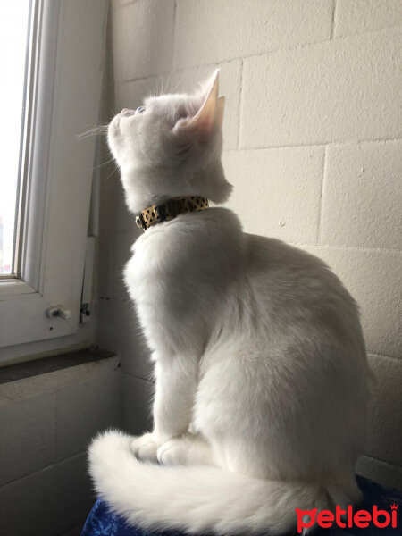 British Shorthair, Kedi  Dişsiz fotoğrafı