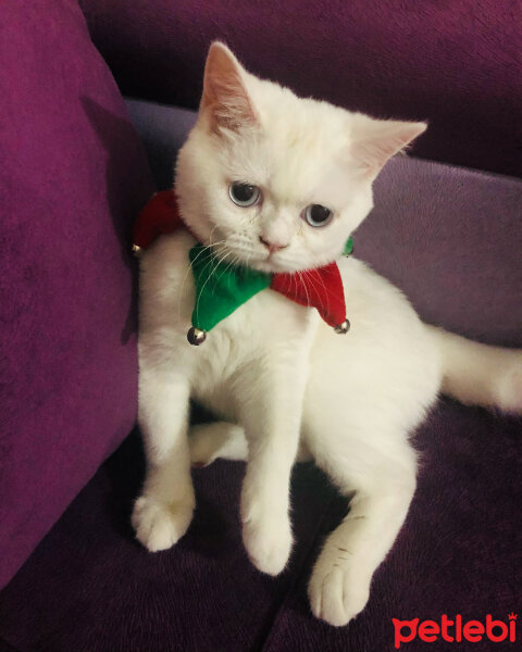 British Shorthair, Kedi  Dişsiz fotoğrafı