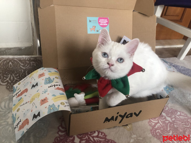 British Shorthair, Kedi  Dişsiz fotoğrafı