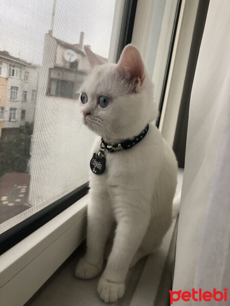 British Shorthair, Kedi  Dişsiz fotoğrafı