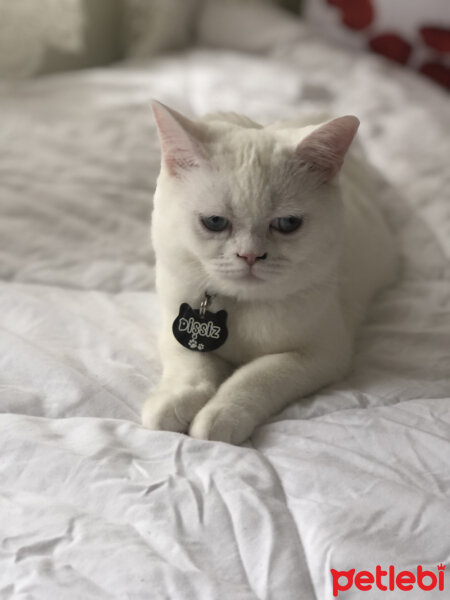 British Shorthair, Kedi  Dişsiz fotoğrafı