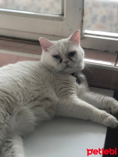 British Shorthair, Kedi  Dişsiz fotoğrafı