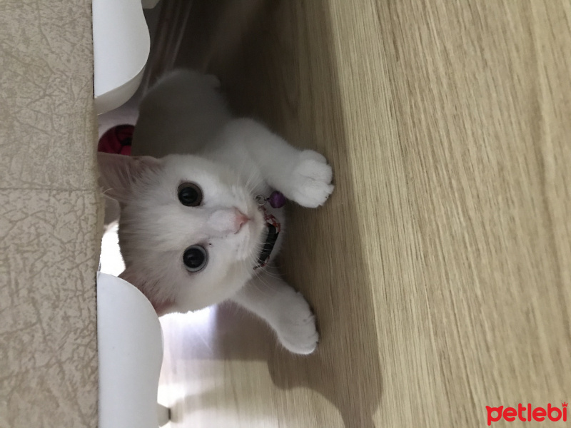 Ankara Kedisi, Kedi  İnci fotoğrafı