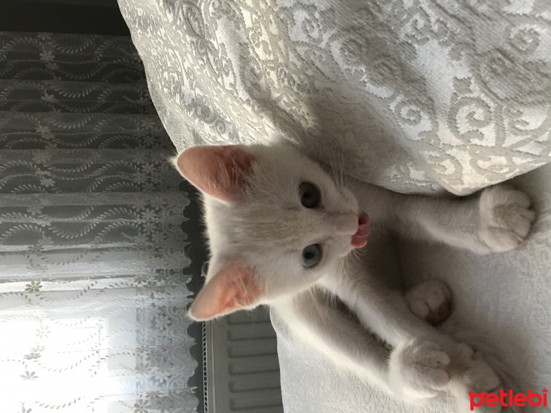 Ankara Kedisi, Kedi  İnci fotoğrafı