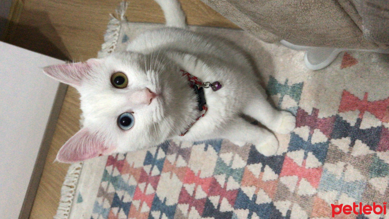Ankara Kedisi, Kedi  İnci fotoğrafı