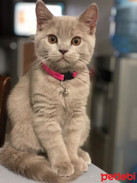 British Shorthair, Kedi  Cindy fotoğrafı