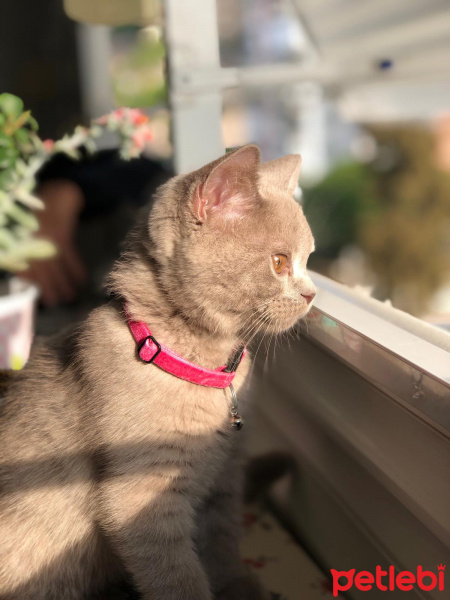 British Shorthair, Kedi  Cindy fotoğrafı