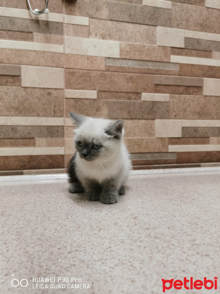 British Shorthair, Kedi  Puffy fotoğrafı