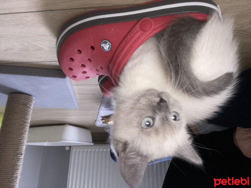 British Shorthair, Kedi  Puffy fotoğrafı