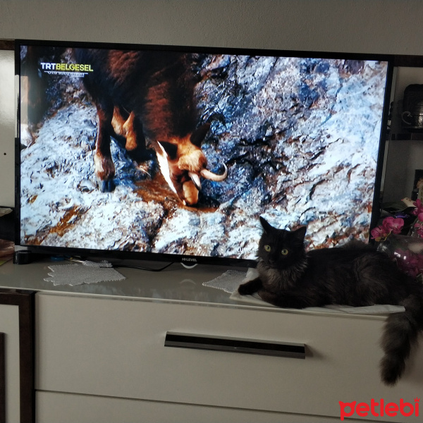 Tekir Kedi, Kedi  Leo fotoğrafı