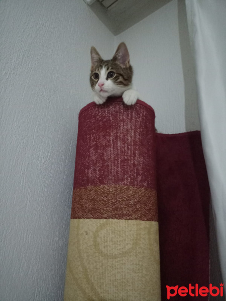 Tekir Kedi, Kedi  Çiko fotoğrafı