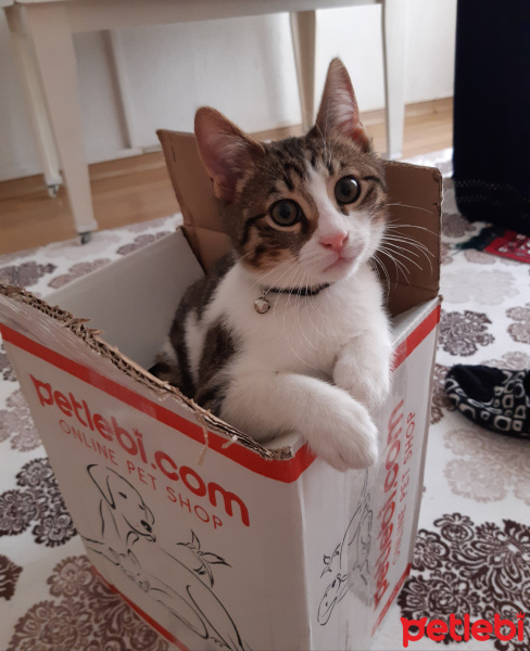 Tekir Kedi, Kedi  Çiko fotoğrafı