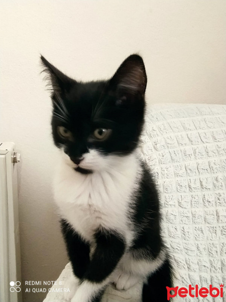 Tuxedo (Smokin) Kedi, Kedi  Boncuk fotoğrafı
