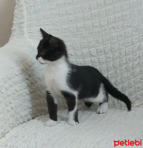 Tuxedo (Smokin) Kedi, Kedi  Boncuk fotoğrafı