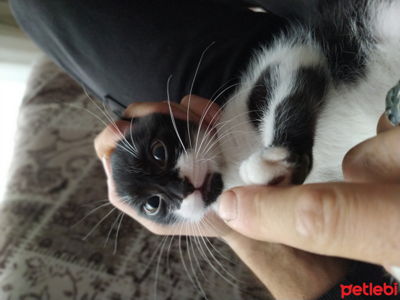 Tuxedo (Smokin) Kedi, Kedi  Boncuk fotoğrafı