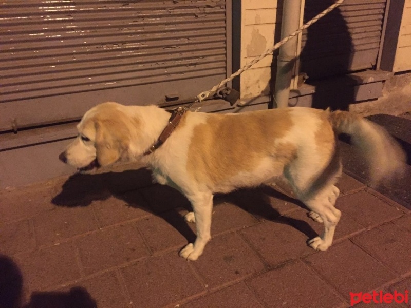 Golden Retriever, Köpek  Mayıs fotoğrafı