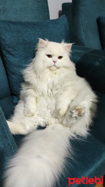 Chinchilla, Kedi  Sütlaç fotoğrafı