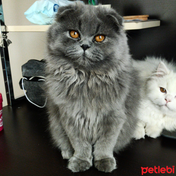 Scottish Fold, Kedi  Mia fotoğrafı
