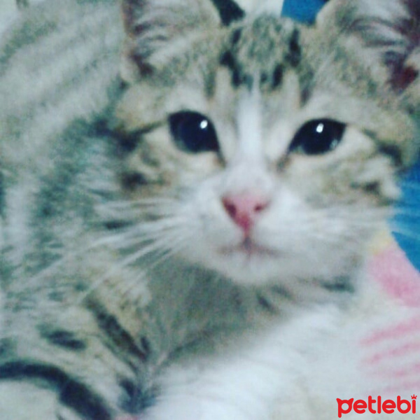 Tekir Kedi, Kedi  paşa fotoğrafı