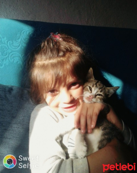 Tekir Kedi, Kedi  paşa fotoğrafı