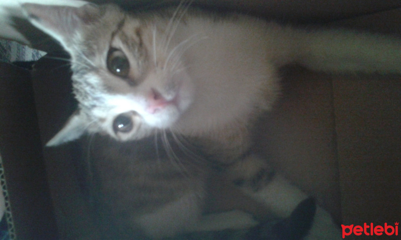 Tekir Kedi, Kedi  paşa fotoğrafı