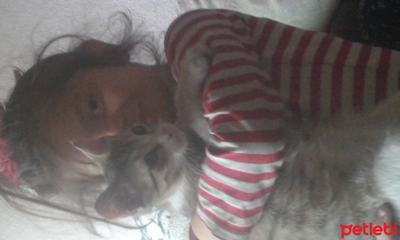 Tekir Kedi, Kedi  paşa fotoğrafı