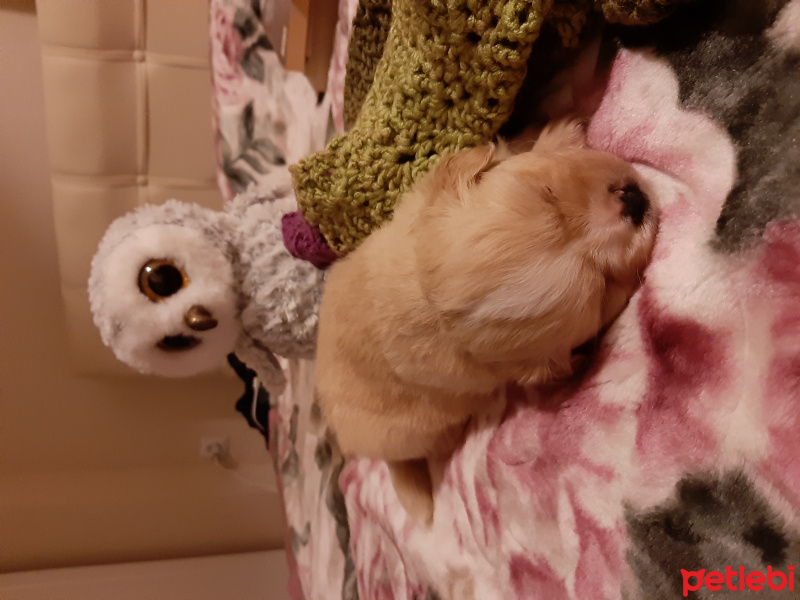 Maltese, Köpek  Badem fotoğrafı