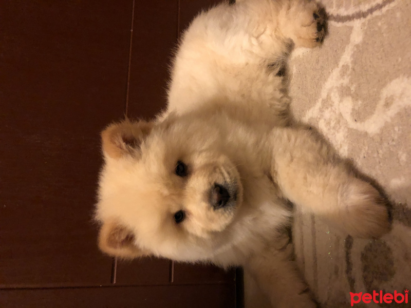 Chow Chow (çin Aslanı), Köpek  İsimsiz fotoğrafı