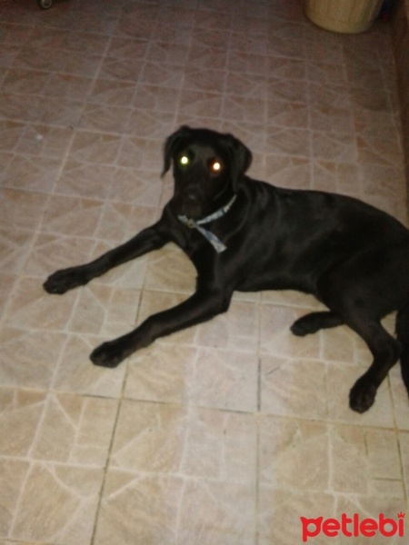 Labrador Retriever, Köpek  max fotoğrafı