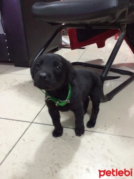 Labrador Retriever, Köpek  max fotoğrafı