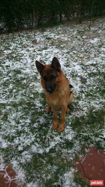 Alman Çoban Köpeği, Köpek  Ares fotoğrafı