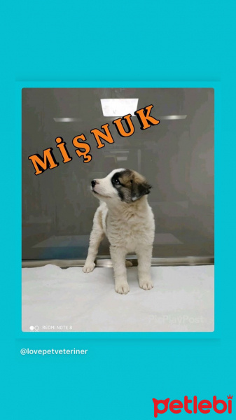 Sokö (Sokak Köpeği), Köpek  Mişnuk fotoğrafı