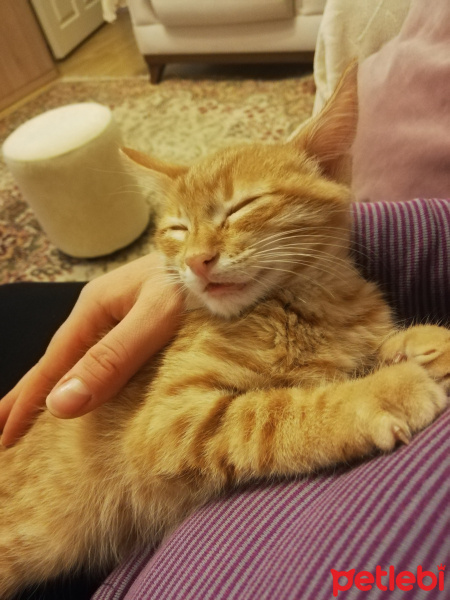 Sarman, Kedi  Ponçik fotoğrafı